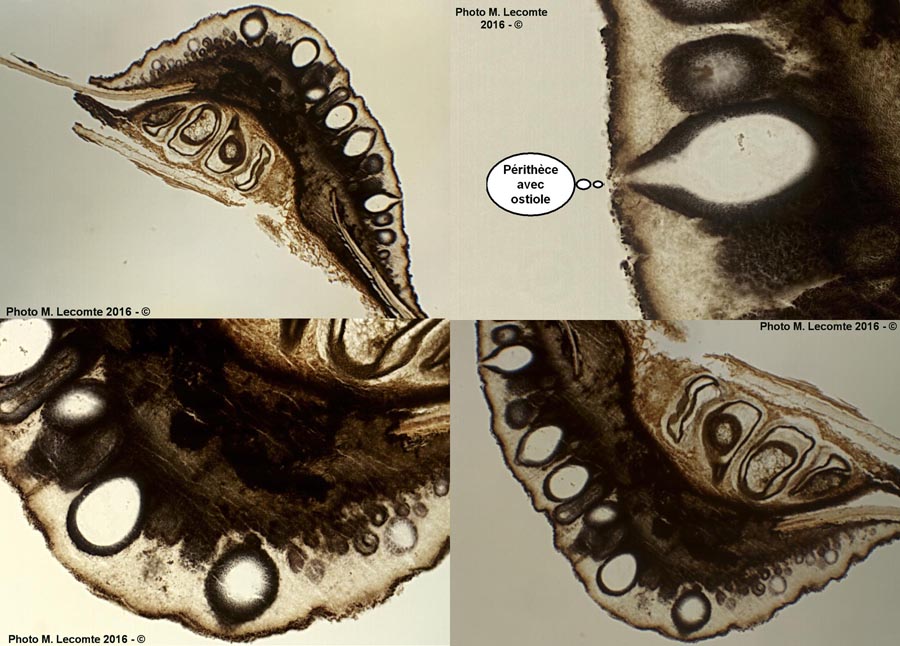 Hypoxylon multiforme