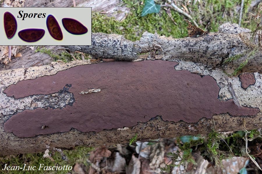 Hypoxylon petriniae