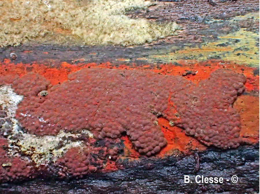 Hypoxylon rubiginosum