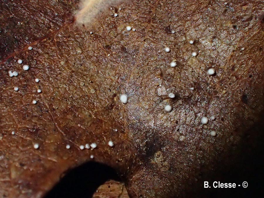 Incrucipulum ciliare
