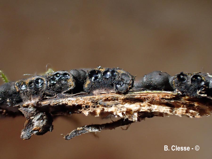 Jackrogersella cohaerens (Hypoxylon cohaerens)