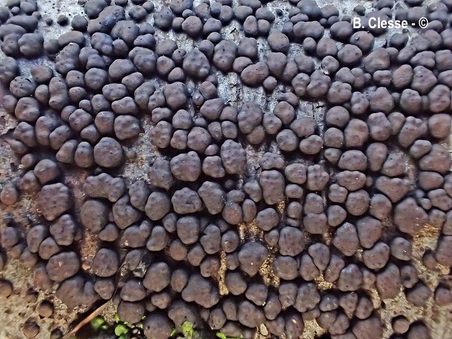 Jackrogersella cohaerens (Hypoxylon cohaerens)