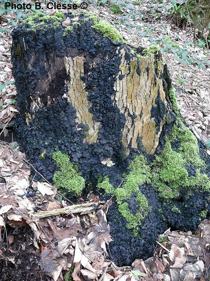 Hypoxylon deustum (Ustulina deusta) (Kretzschmaria deusta)