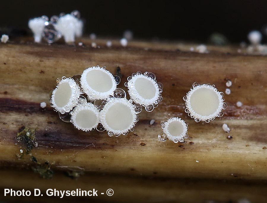 Lachnum nudipes