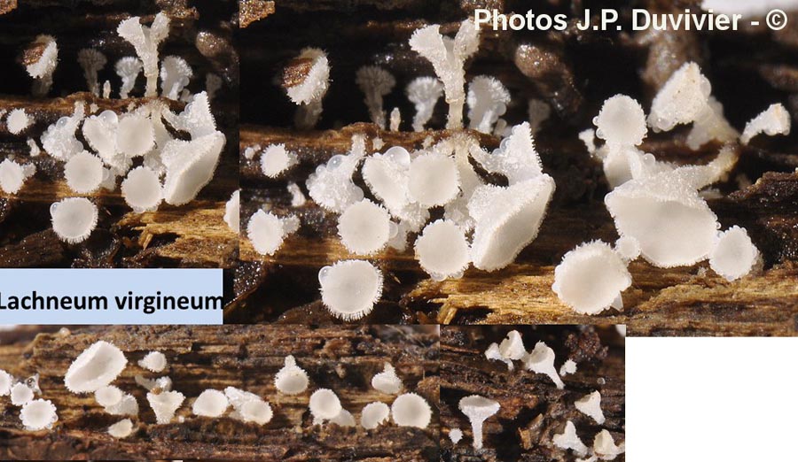 Lachnum virgineum