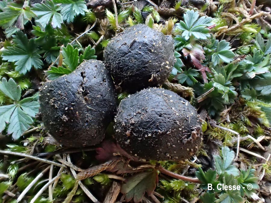 Lasiobolus cuniculi