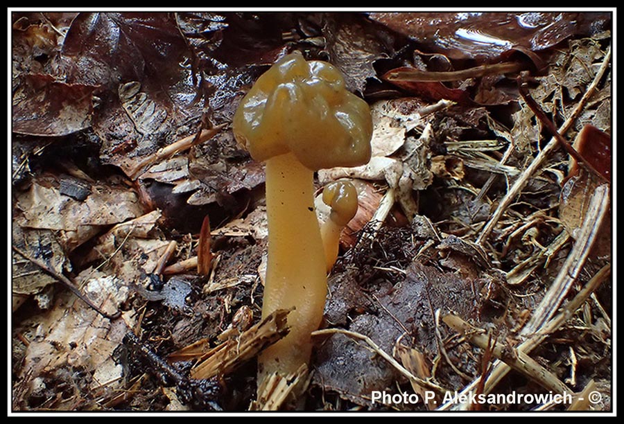 Leotia lubrica