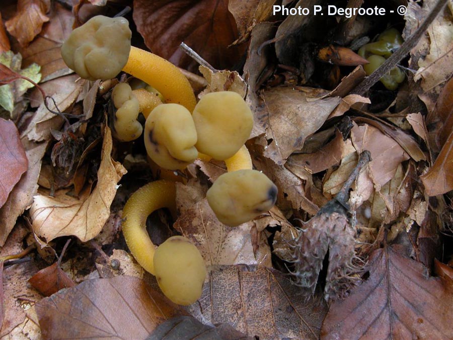 Leotia lubrica