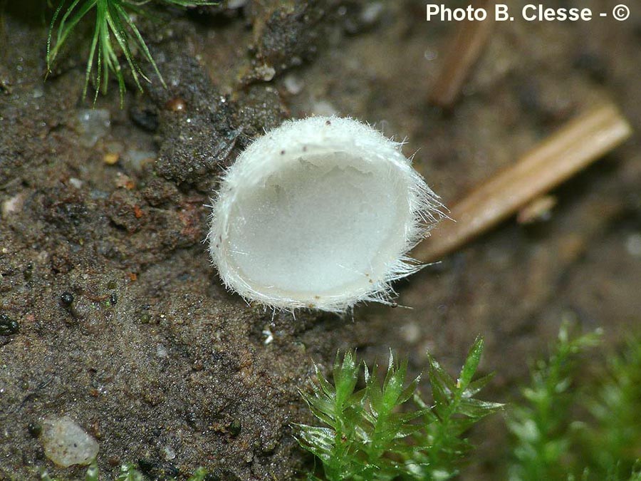 Leucoscypha leucotricha