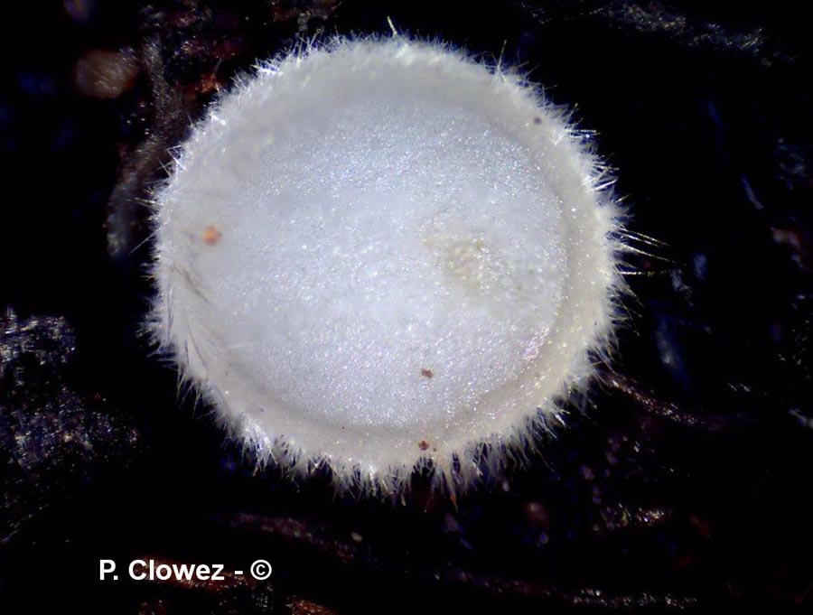 Leucoscypha leucotricha