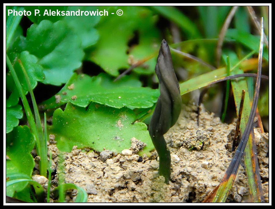 Microglossum viride