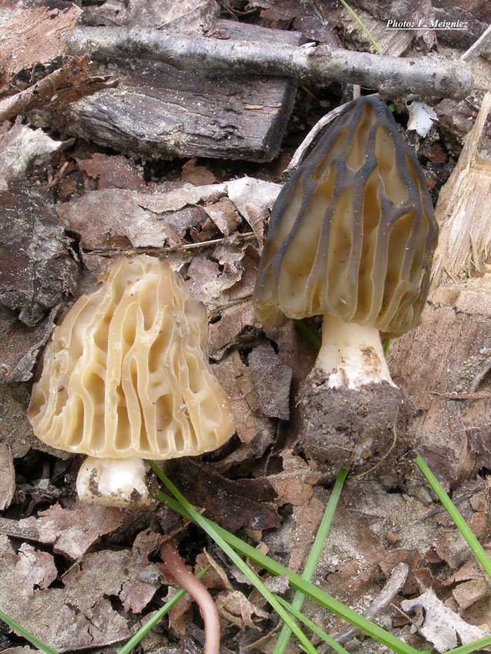 Mitrophora semilibera