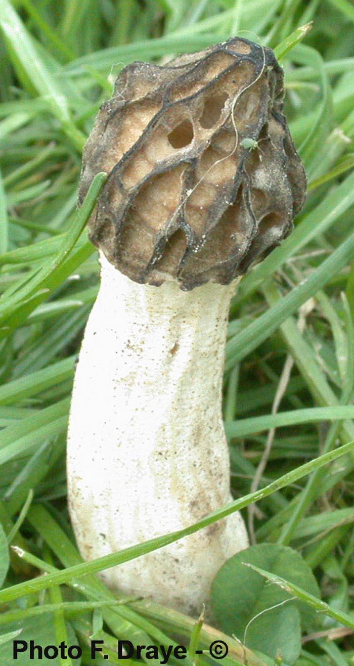 Mitrophora semilibera