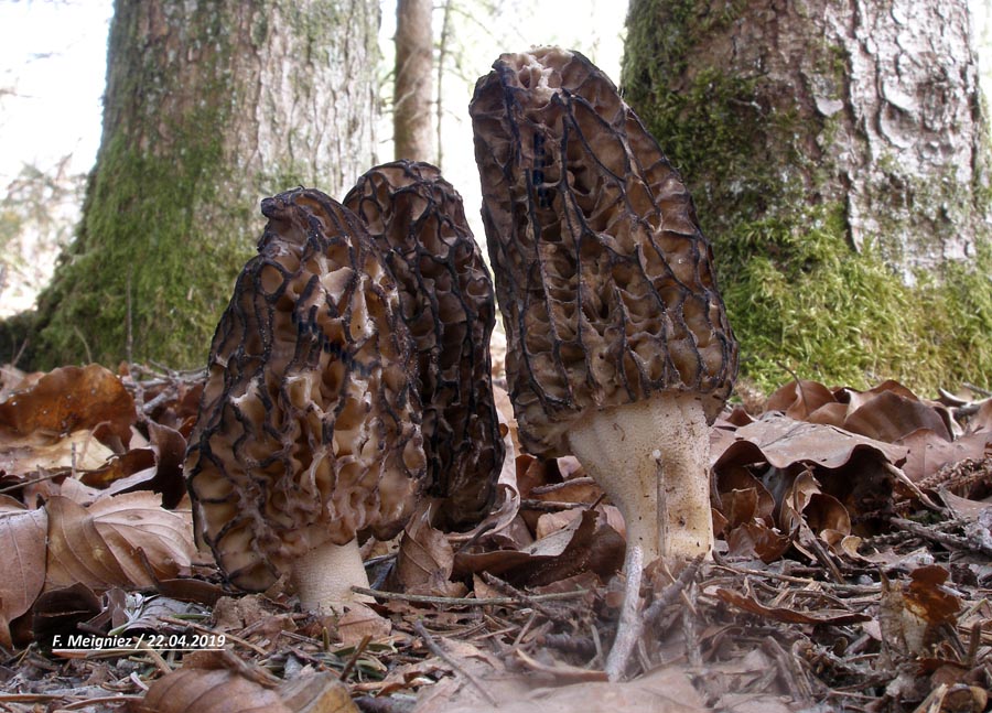 Morchella conica