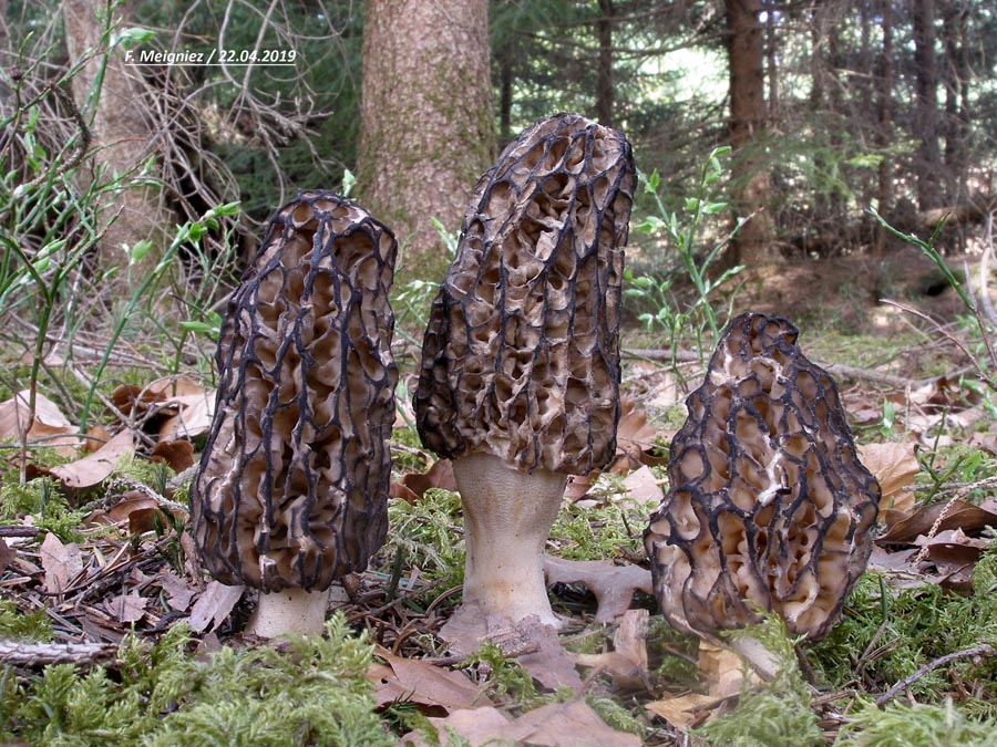 Morchella conica