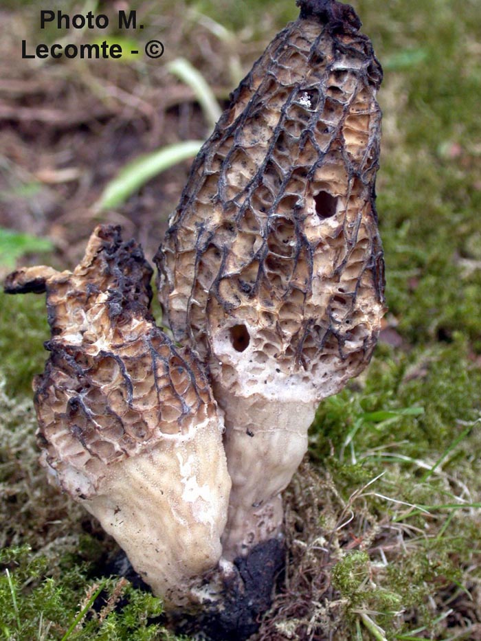 Morchella conica