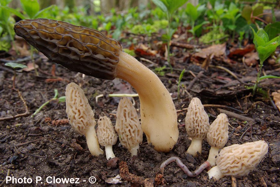 Morchella deliciosa