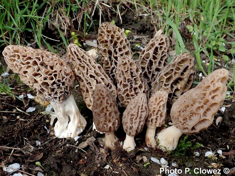 Morchella deliciosa