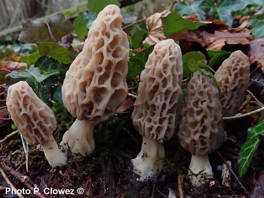 Morchella deliciosa