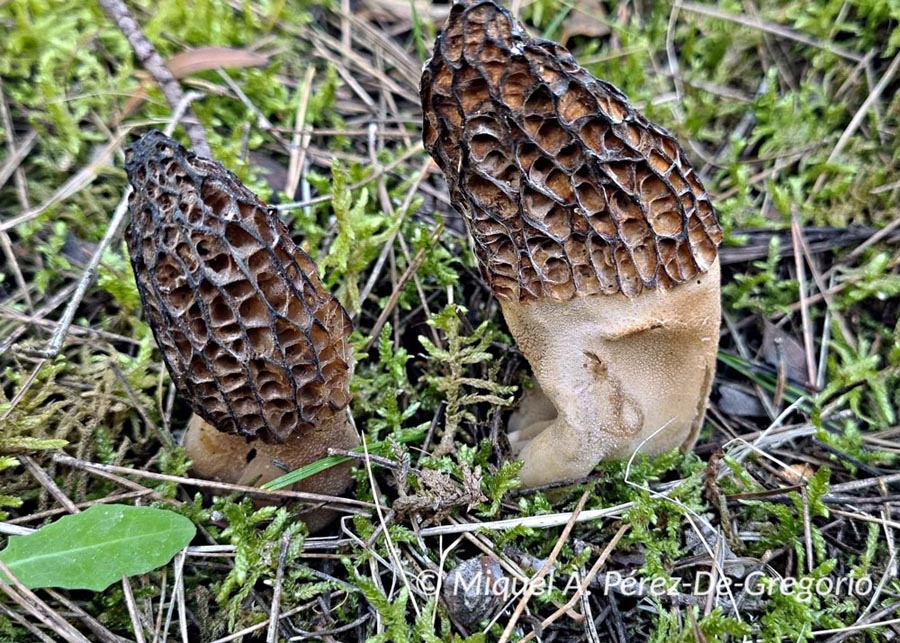 Morchella dunalii