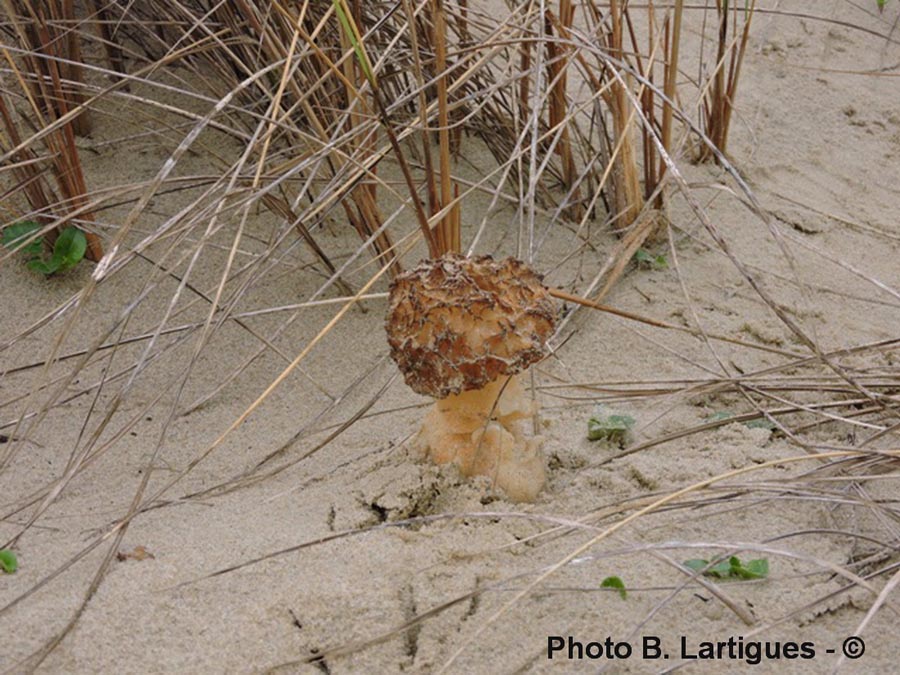 Morchella dunensis