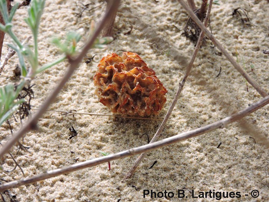 Morchella dunensis