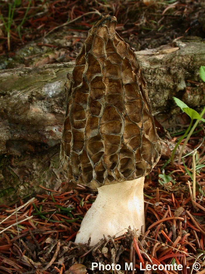 Morchella elata