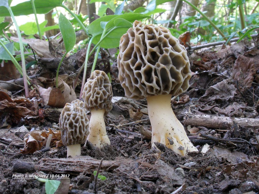 Morchella esculenta