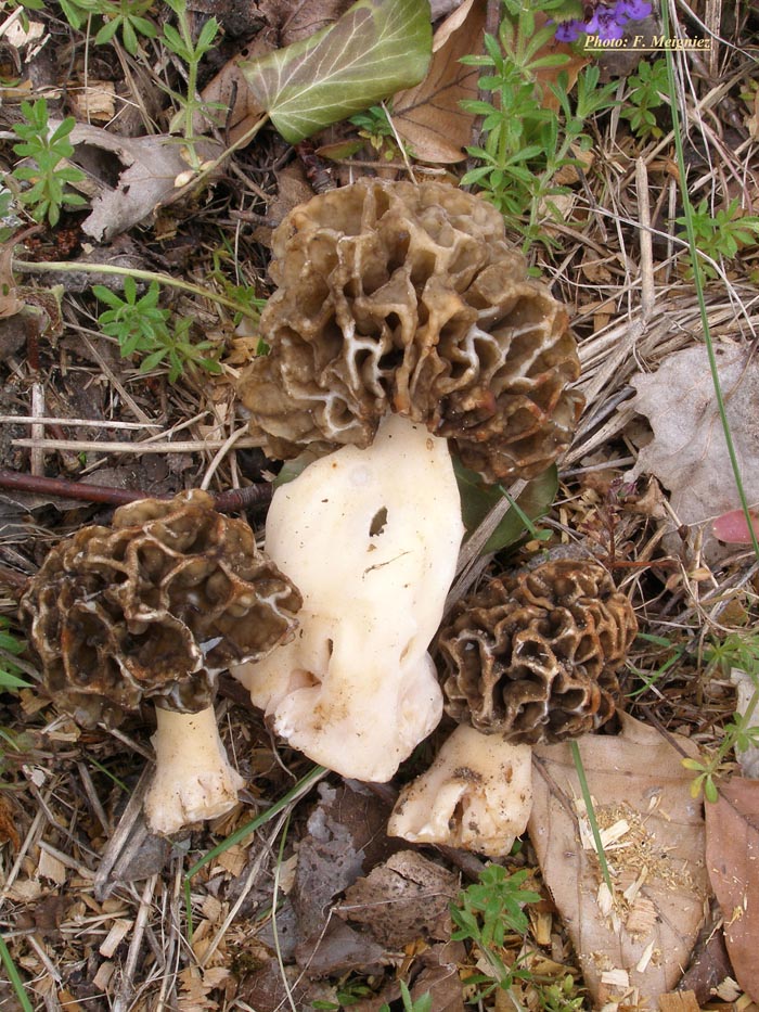 Morchella esculenta