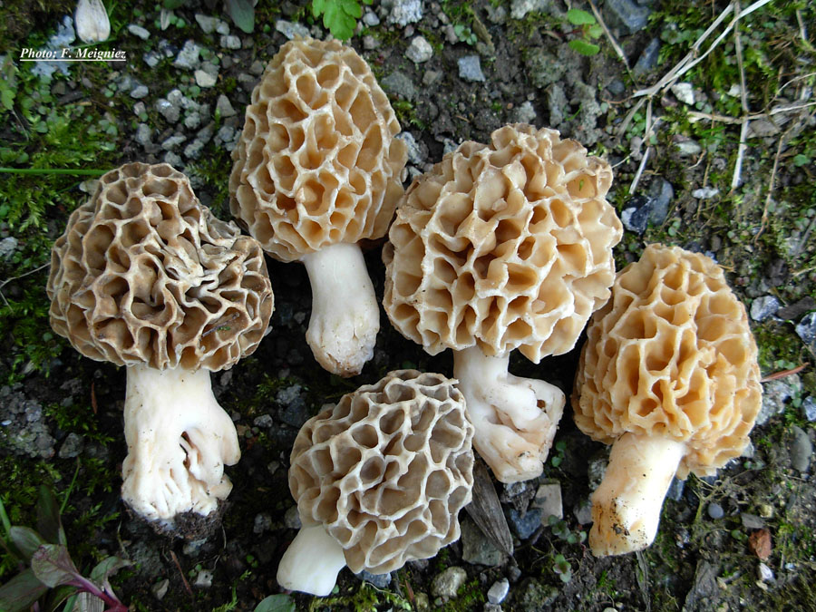 Morchella esculenta