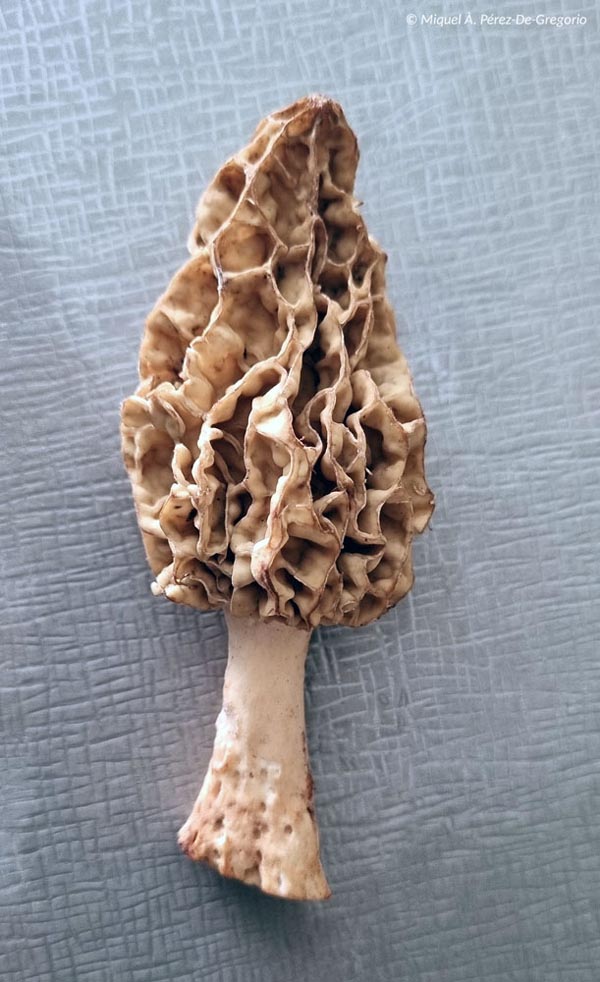 Morchella galilaea