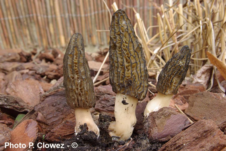 Morchella importuna