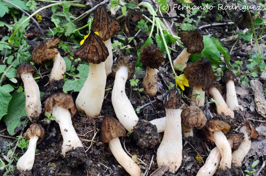 Morchella semilibera