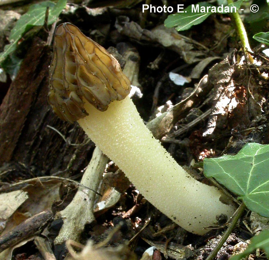 Morchella semilibera