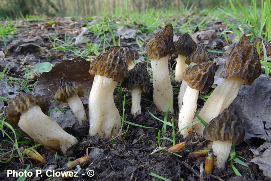 Morchella semilibera