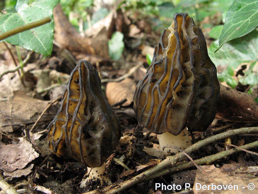 Morchella semilibera