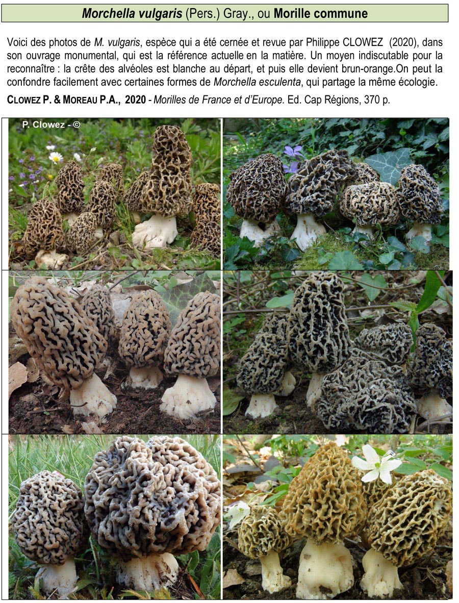 Morchella vulgaris