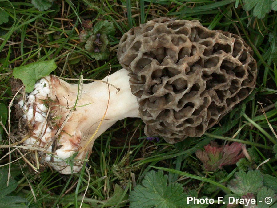 Morchella vulgaris