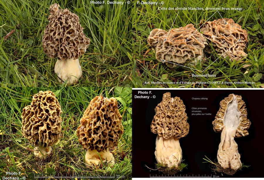 Morchella vulgaris