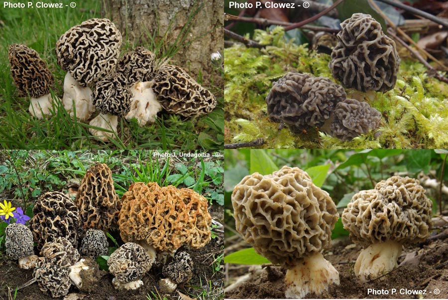 Morchella vulgaris