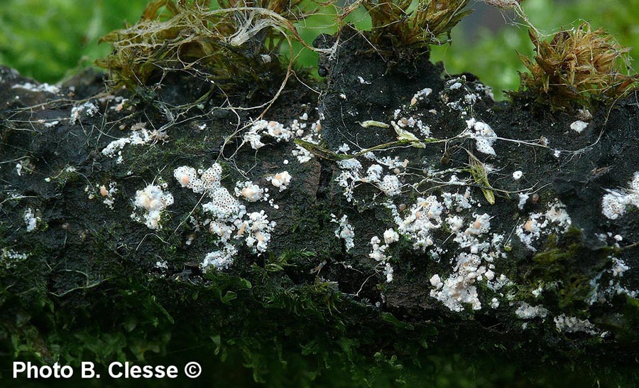 Nectriopsis oropensoides