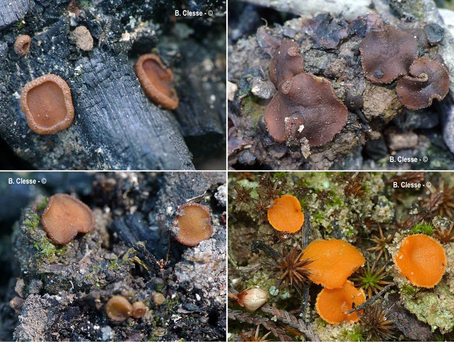 Neottiella vivida