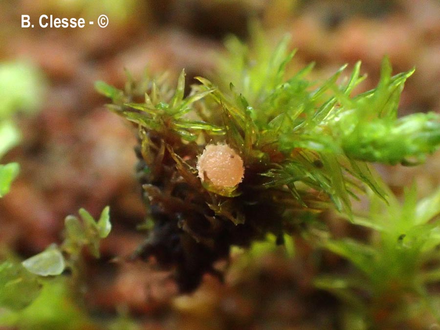 Octospora affinis