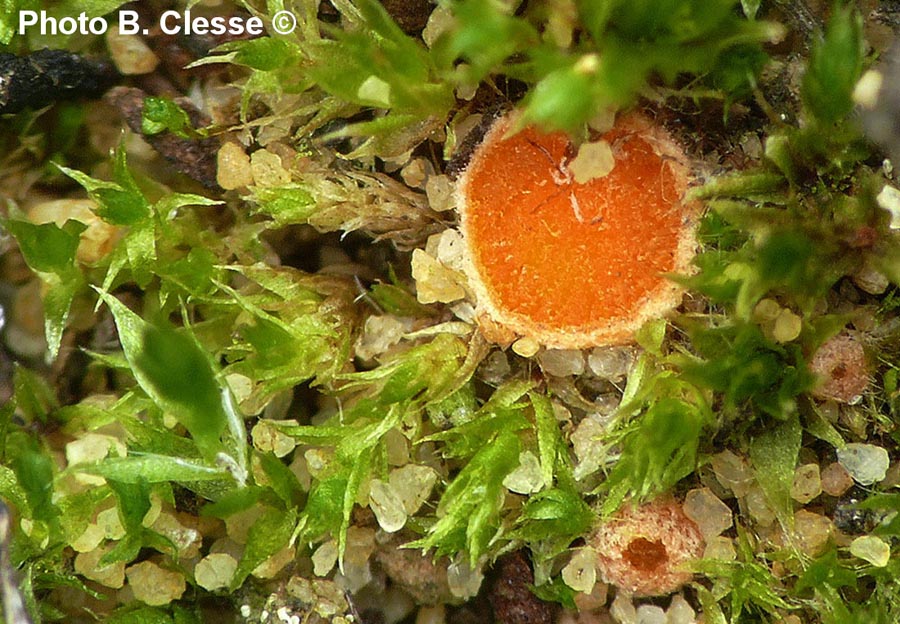 Octospora coccinea var. tetraspora