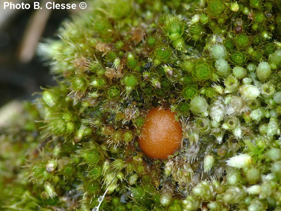 Octospora coccinea