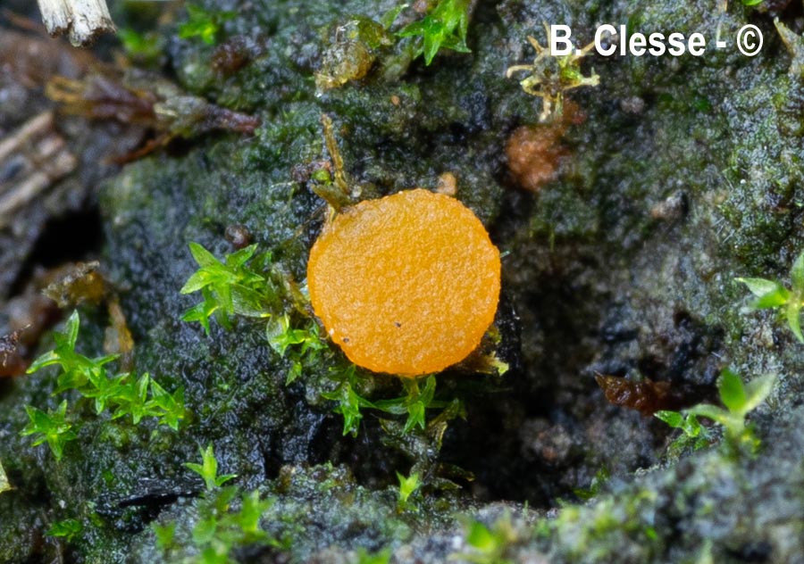 Octospora excipulata