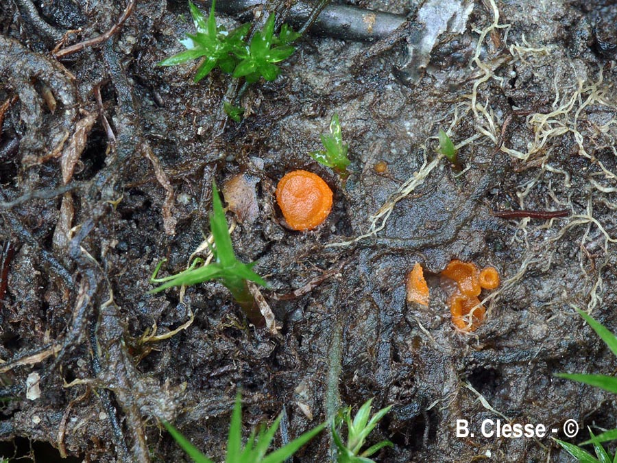 Octospora humosa