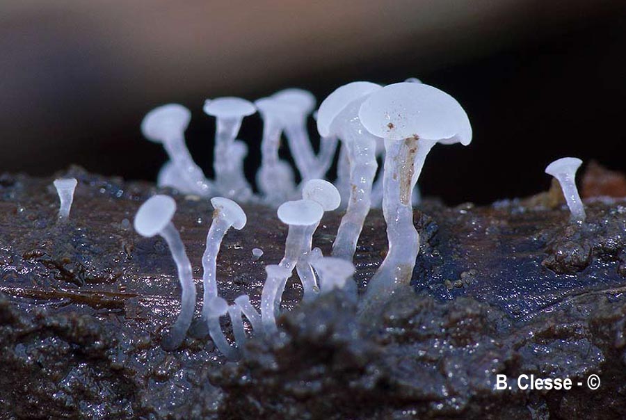 Ombrophila ambigua