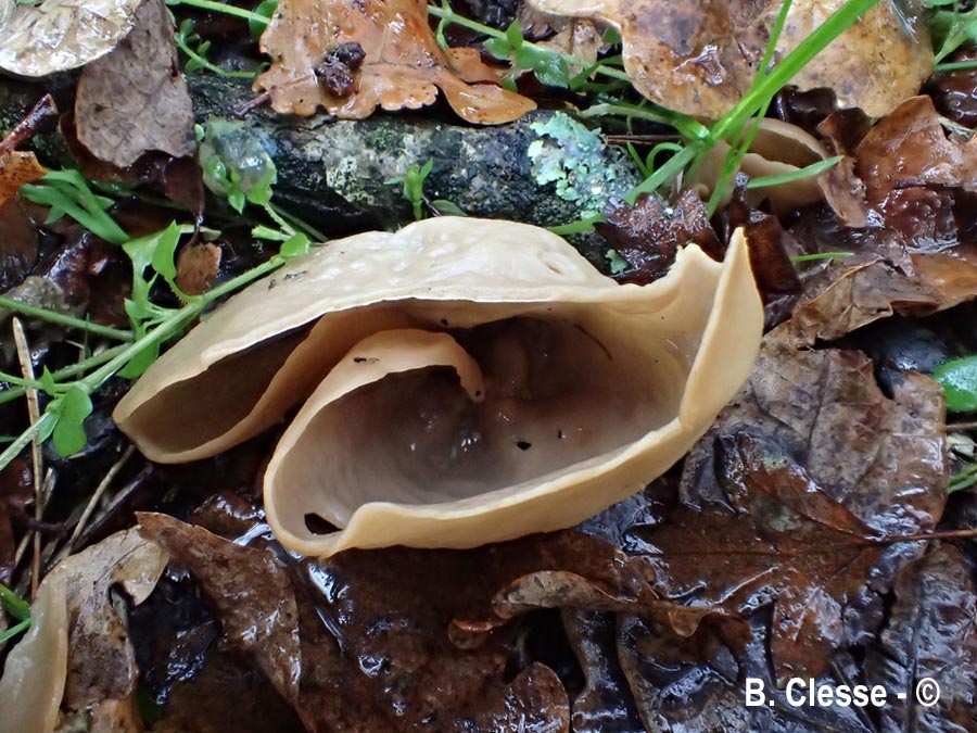Otidea alutacea