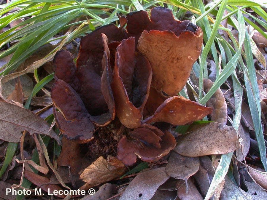 Otidea alutacea